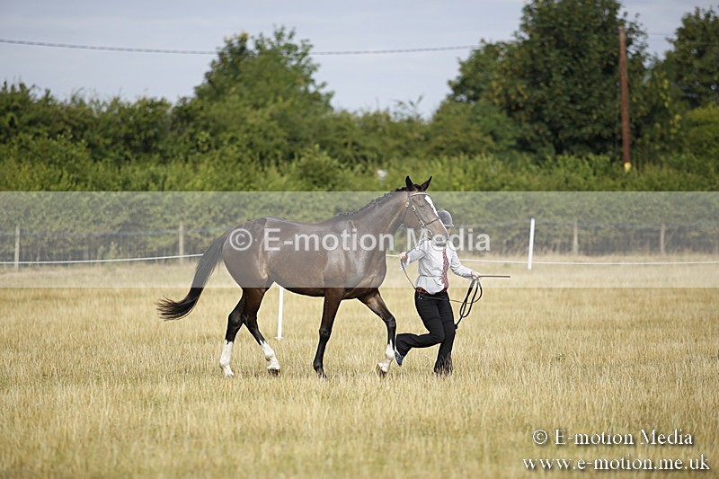 _C7A9122 - BVRC Sow 2018 Ring 2