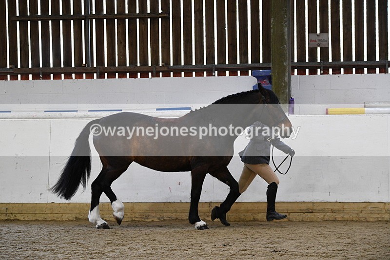 WJ5_5655 - Morning in hand Championship