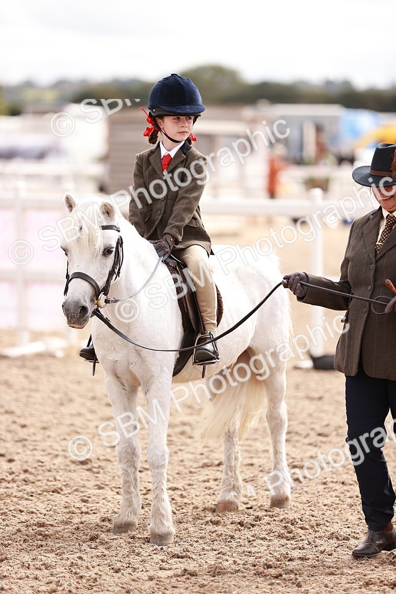 SBM_18330 - Class 417 - Handsome Gelding (IH or Ridden - JNR)