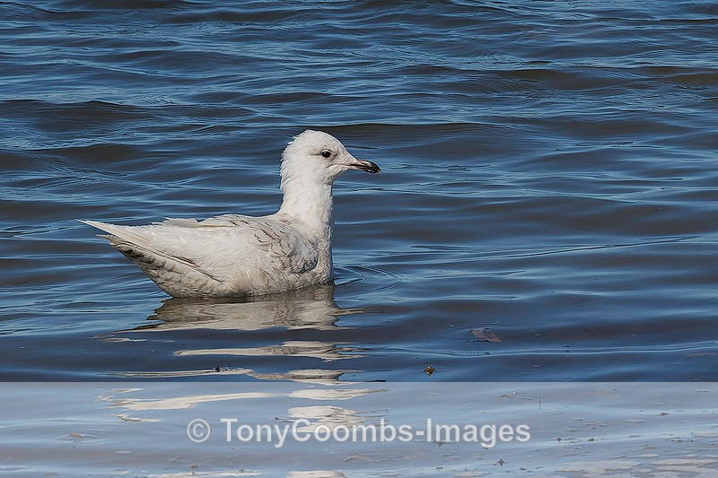 Iceland Gull - Iceland