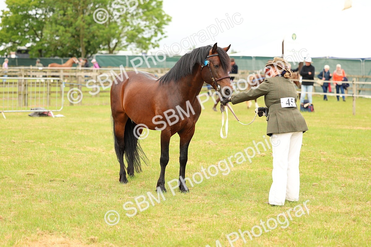 SBM_04195 - Class 64-67 - Shetland Pony In Hand