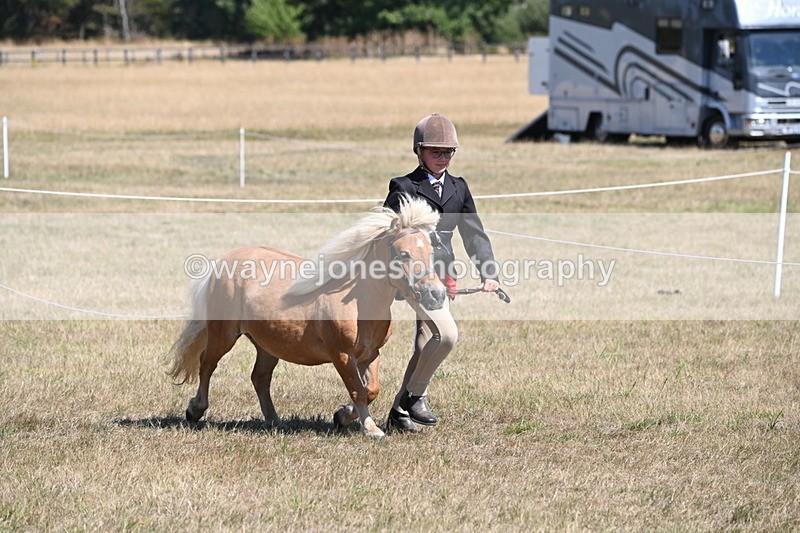 WJ6_8607 - Class 37b Best Loan Pony In-hand