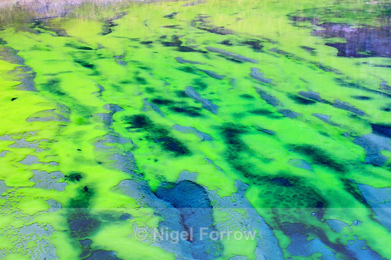 Algae in lake on the approach to Fox Glacier - New Zealand