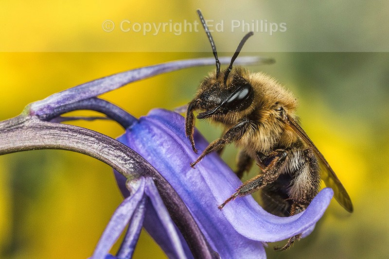 Andrena carantonica (f)