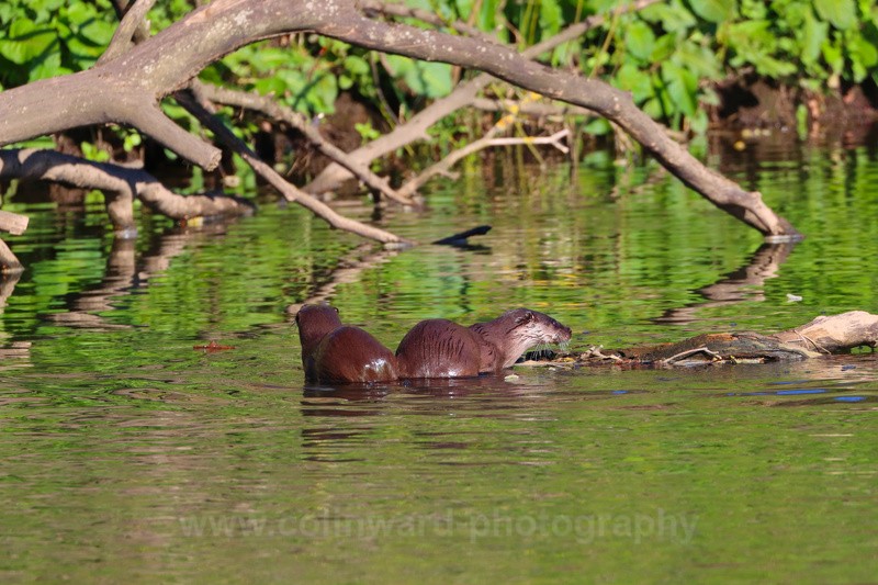 Pair of Otters Feeding.    ref 8177 - macro and nature.