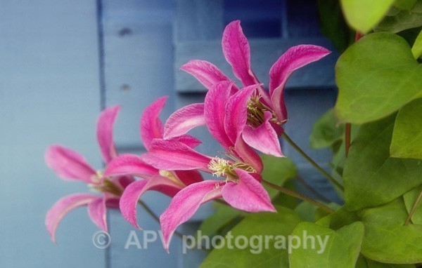 25 - Petals and Leaves