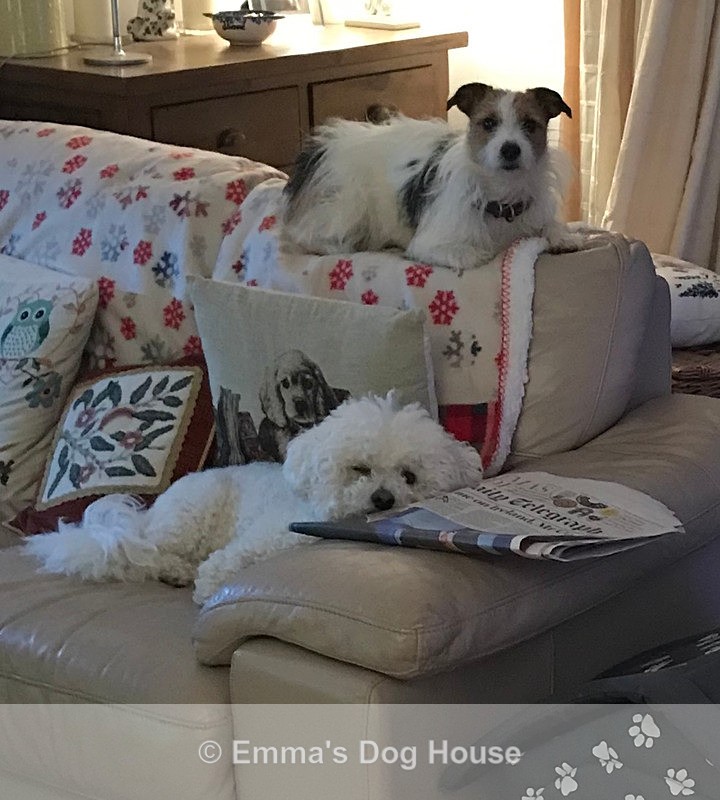  - Dogs