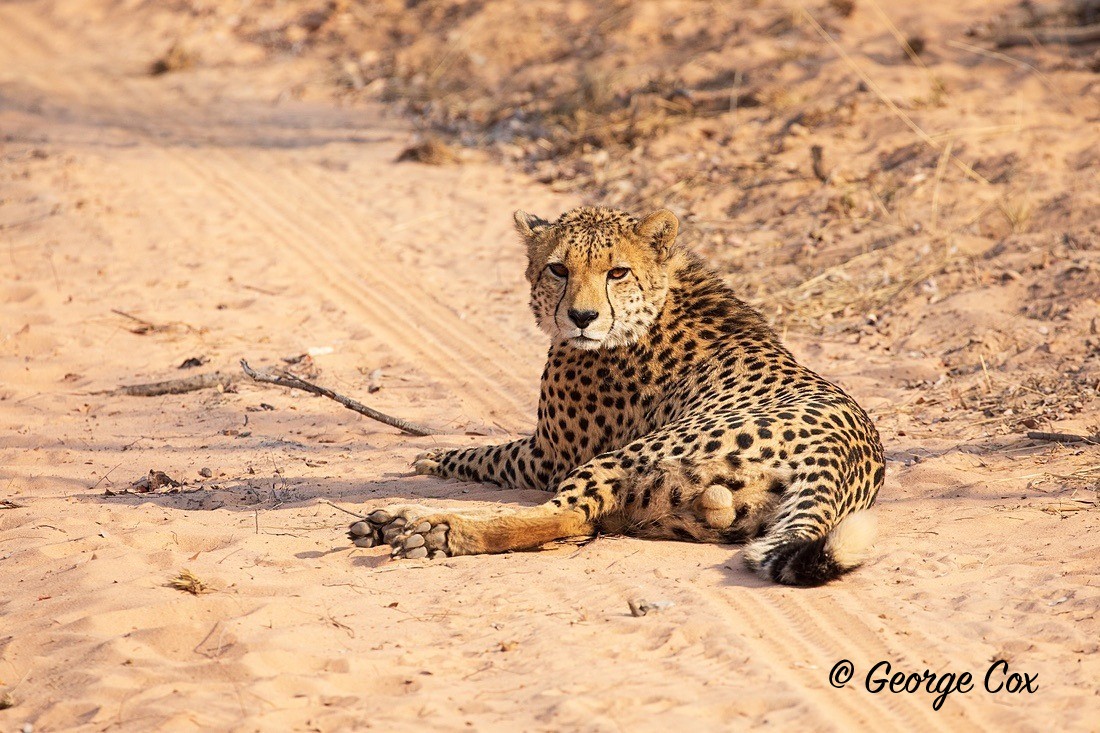Cheetah - South Africa - Limpopo