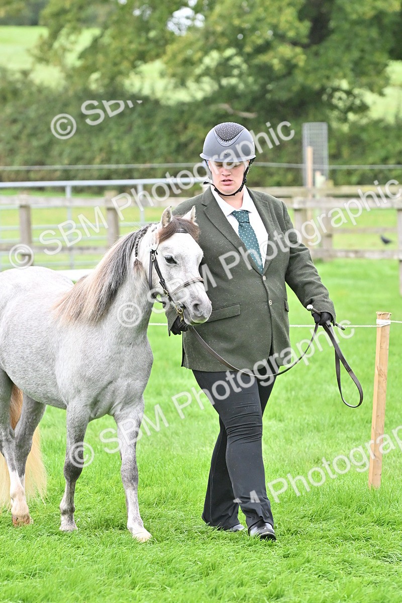 SBM_60921 - S48 - Mountain & Moorland In Hand Small Breeds