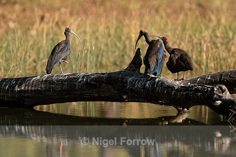 Three Red-naped Ibises, Bandhavgarh Tiger Reserve, India - Red-naped Ibis