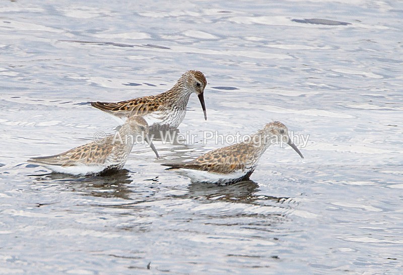 20130507-_MG_3651-1901 - Other Waders