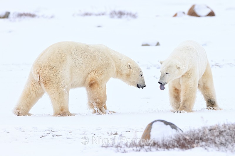 Male Polar Bear stand-off, Churchill, Canada - Polar Bear