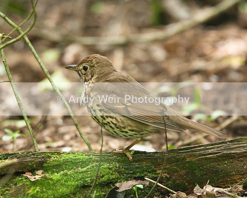 20080510-204 - Thrushes