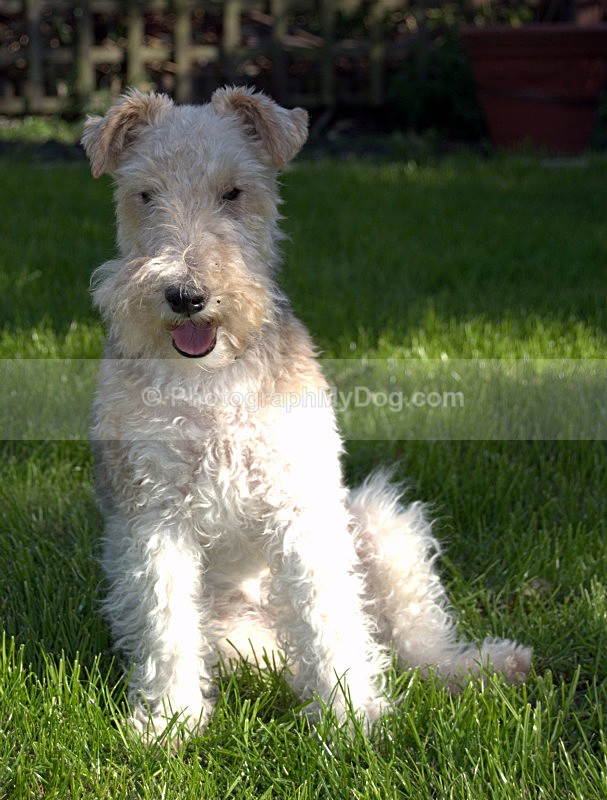  - Fox Terriers
