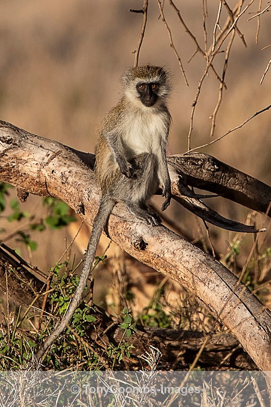 Vervet Monkey - Lewa ~ Other Mammals