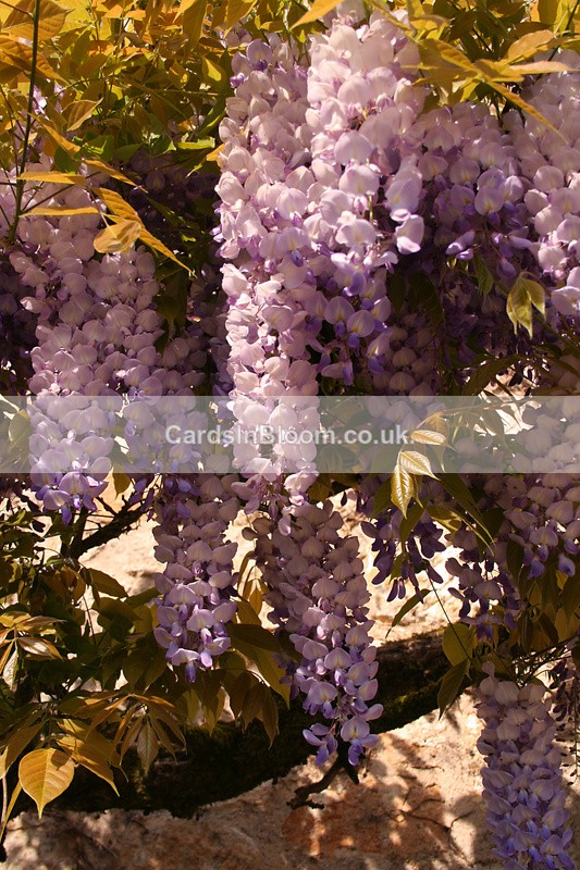 Wisteria - GARDEN FLOWERS