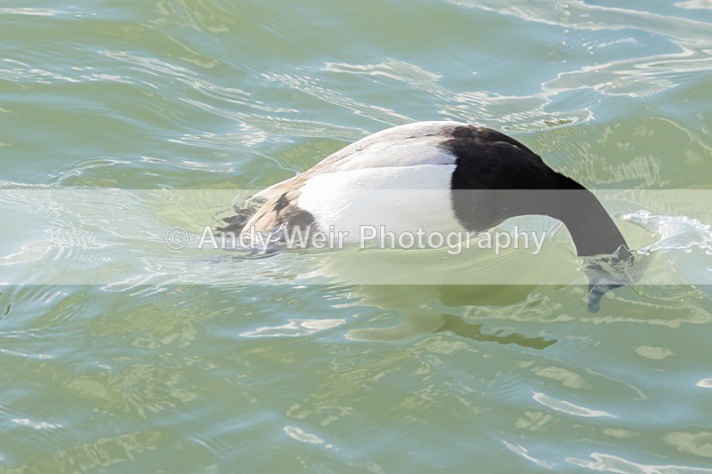 180307-Wirral0331 - Waterfowl