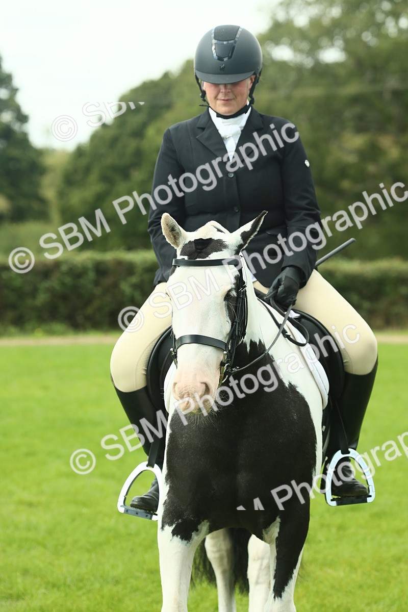 SBM_66440 - S34 - Rehabilitated Rescue Horse & Pony In Hand & Ridden