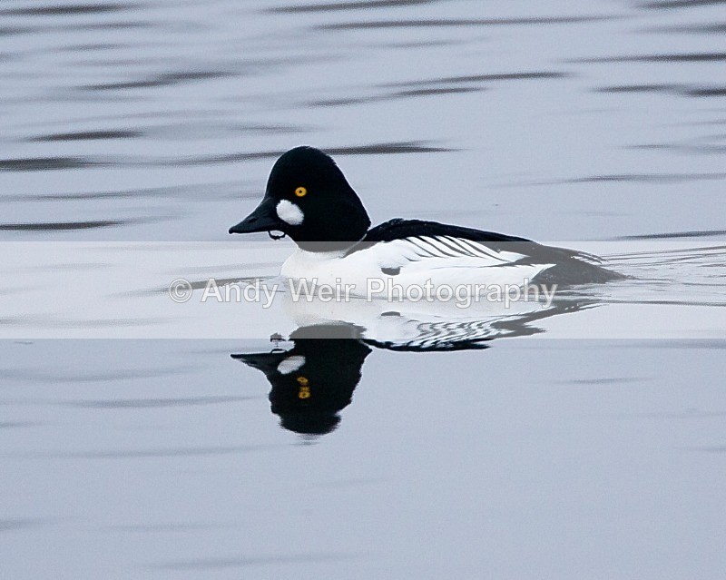 20090214-014 - Goldeneye