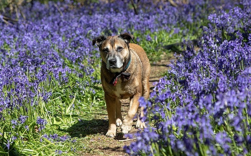  - Pet Photography