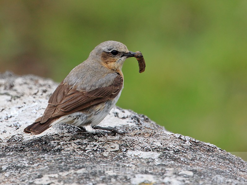 Wheatear (female) with caterpillar on the Isle of Skye - Wheatear