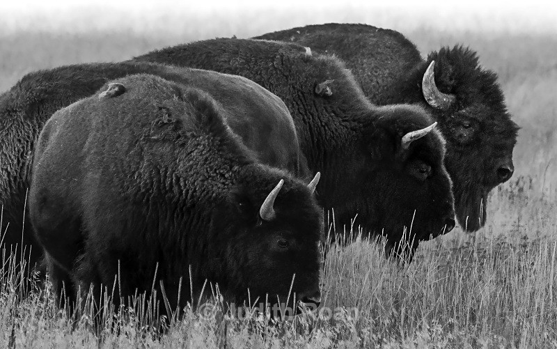 Bison Four - Yellowstone