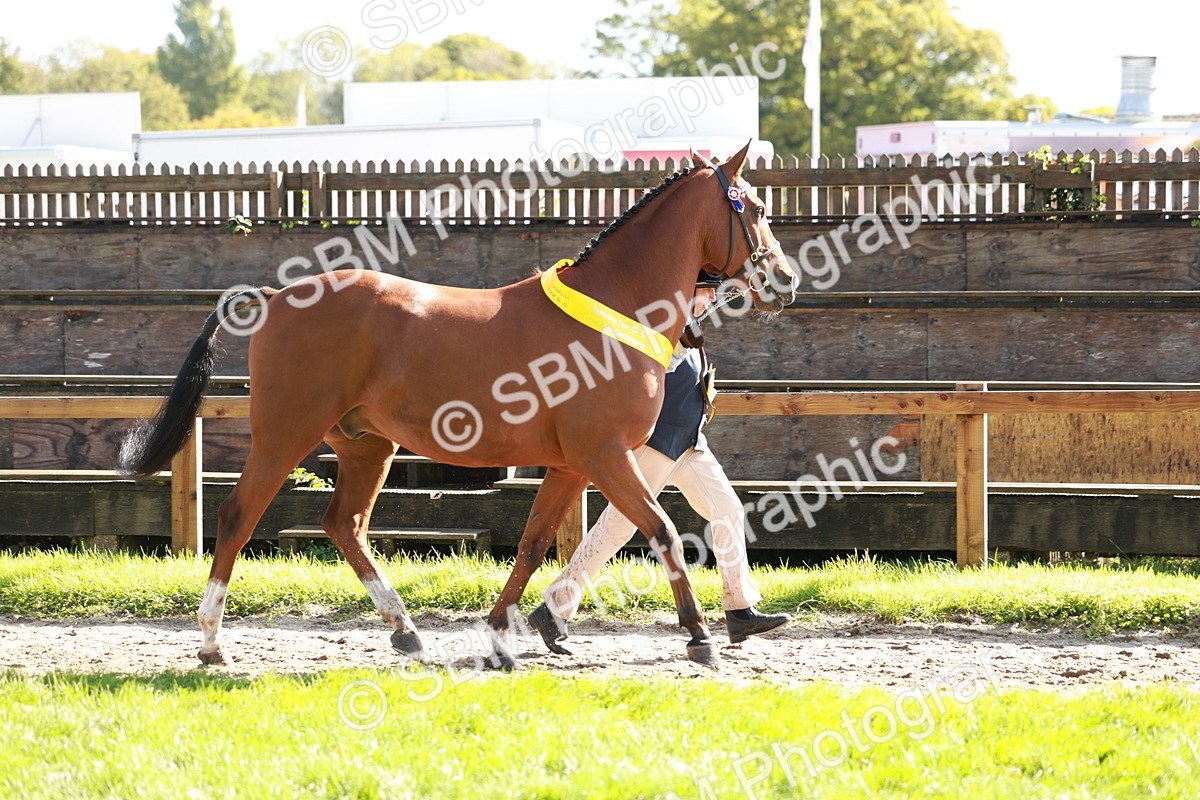 SBM_42138 - S32 - Mountain & Moorland Working Hunter Pony
