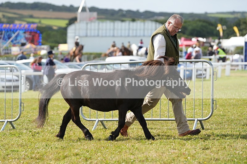 DSC05261 - Class 49: NPS Shetland 4 years and over
