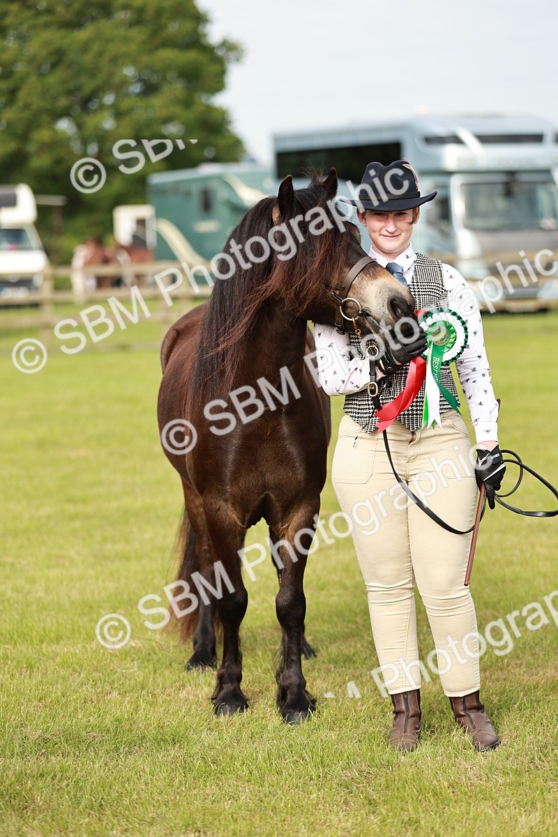SBM_00409 - Class 14-23 - Mountain & Moorland In Hand Non Welsh