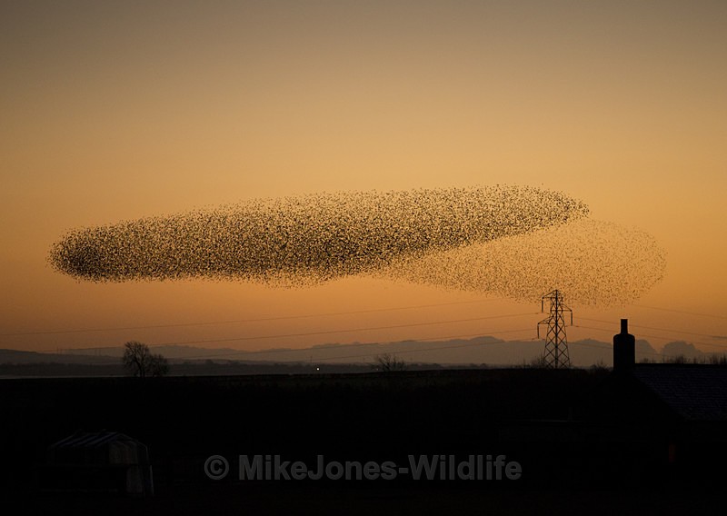 Starling Murmuration, Gretna green, on the way home - SCOTLAND LANDSCAPE PHOTOGRAPHY
