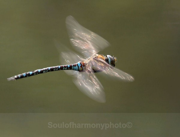 Migrant  Southern Hawker Dragon - Invertebrate's Macro
