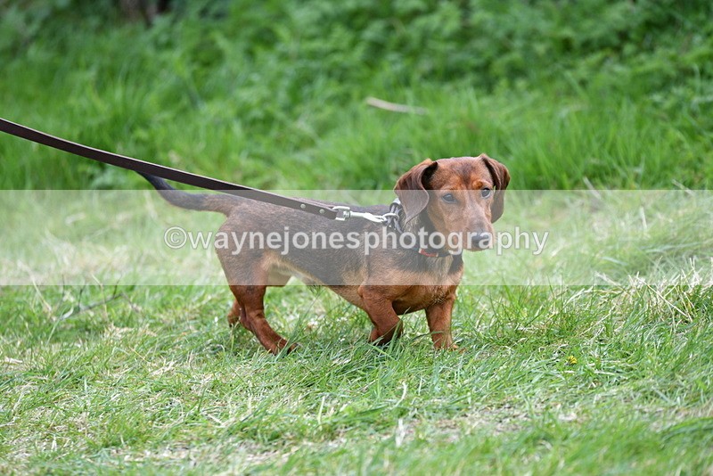 WJ5_9470 - Class 3 Most Handsome Dog