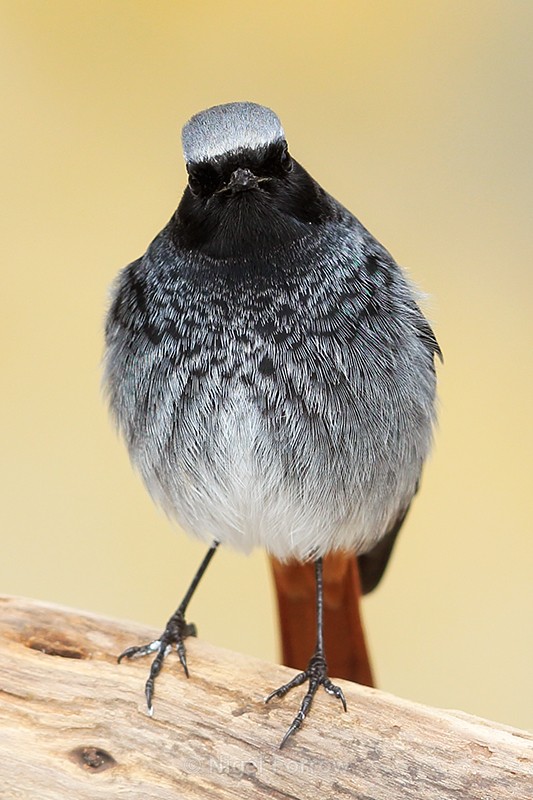 Black Redstart (male) head-on, Brean Sands, Somerset - Black Redstart