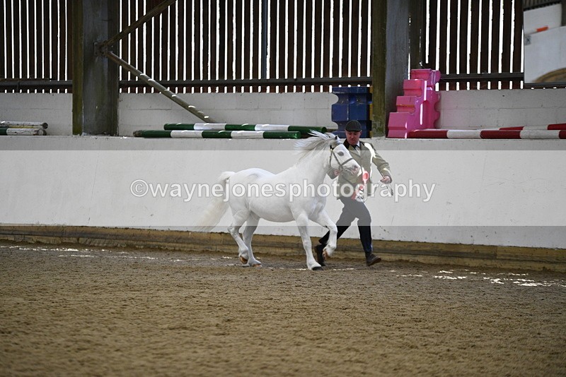 WJ5_5623 - Morning in hand Championship