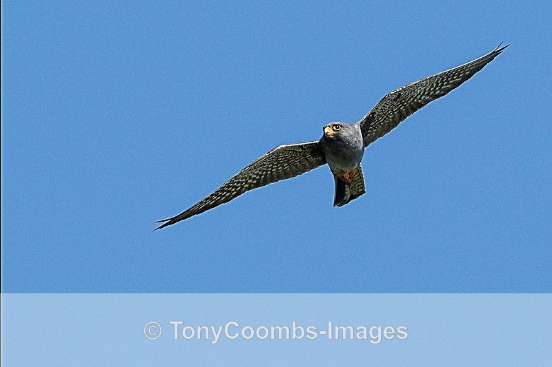 Red-footed Falcon   (m) - Danube Delta