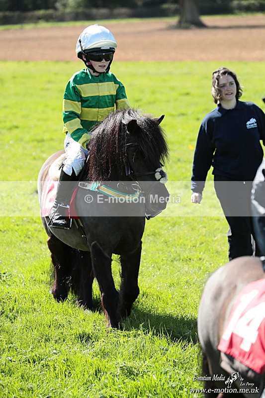 Shet 060426 373 - Shetland Pony Racing Paxford Races Easter Mon 06/04/26