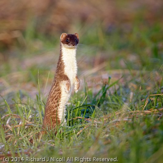 Stoat (Mustela erminea) - Stoat (Mustela erminea)
