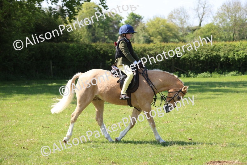 20250427-2501 - Class 19 - Mini Working Hunter