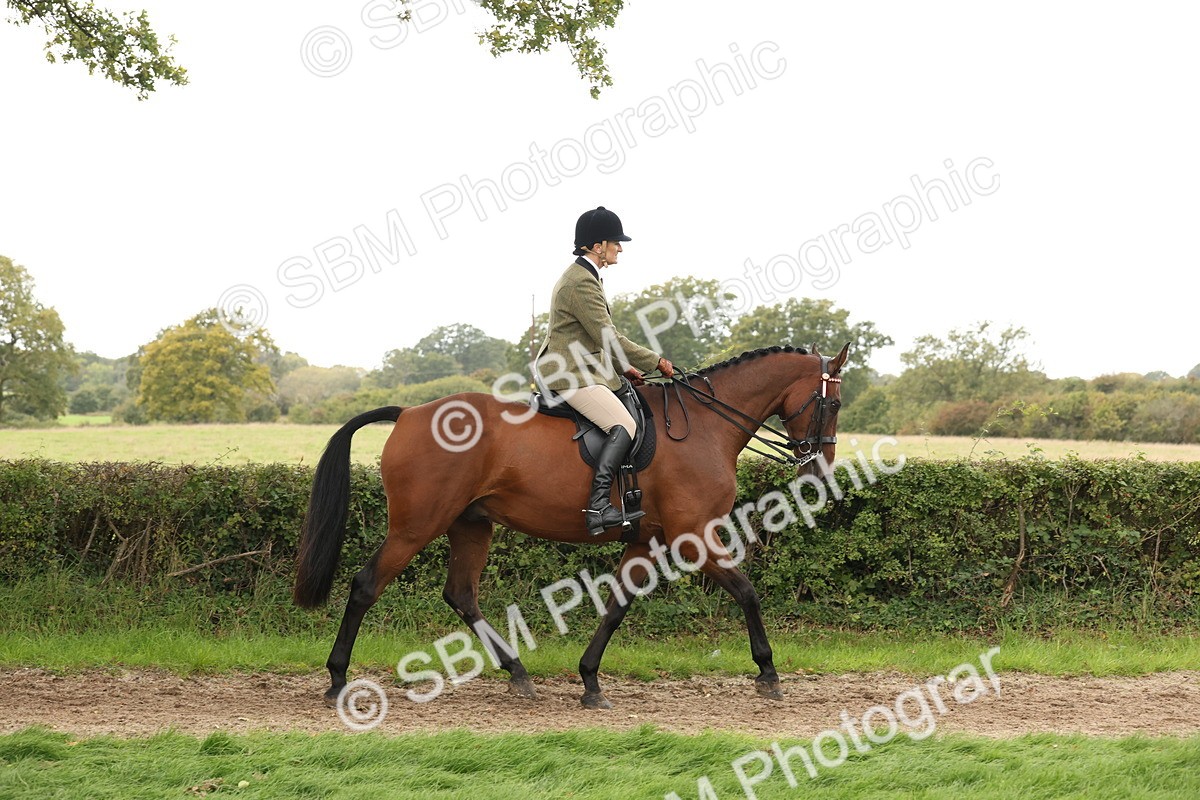 SBM_64180 - S65 - Riding Horse & Hack & Thoroughbred Ridden