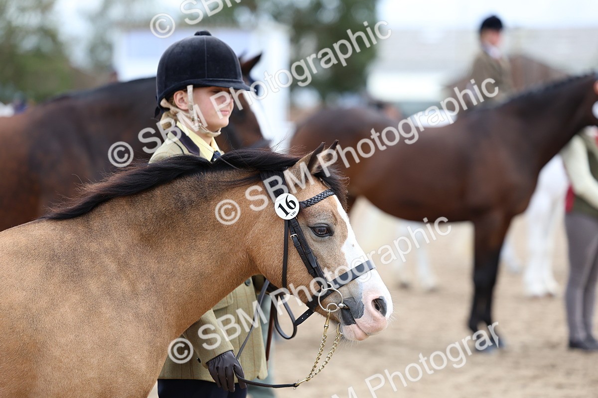 SBM_01495 - Class 17 - Prettiest Mare