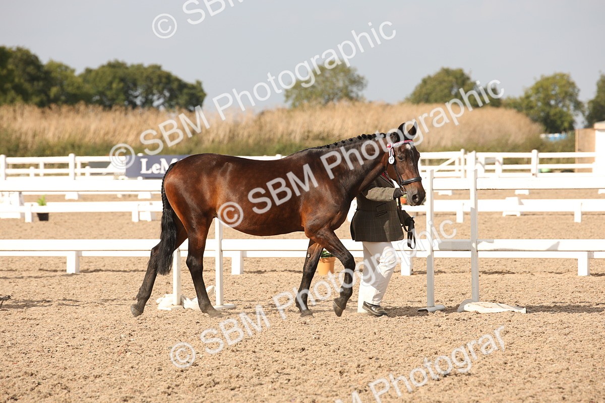 SBM_08130 - Class 27 - IH Competition Horse-Pony