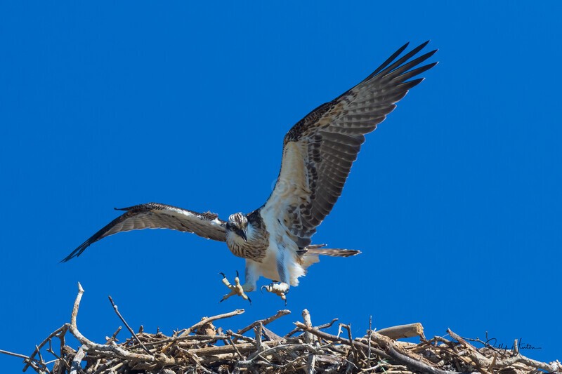 0A3A4193 Testing landing gear - Osprey