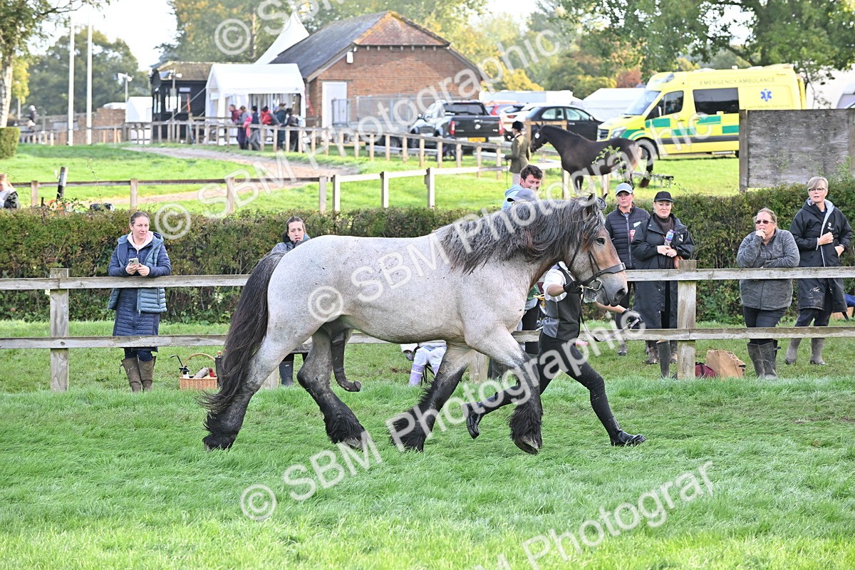 SBM_55311 - S44 - Youngstock In Hand