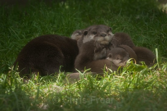 3 - Otters