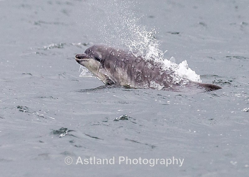 Astland Photography, Bird and Wildlife Images, Susan and Peter Wilson, U.K.