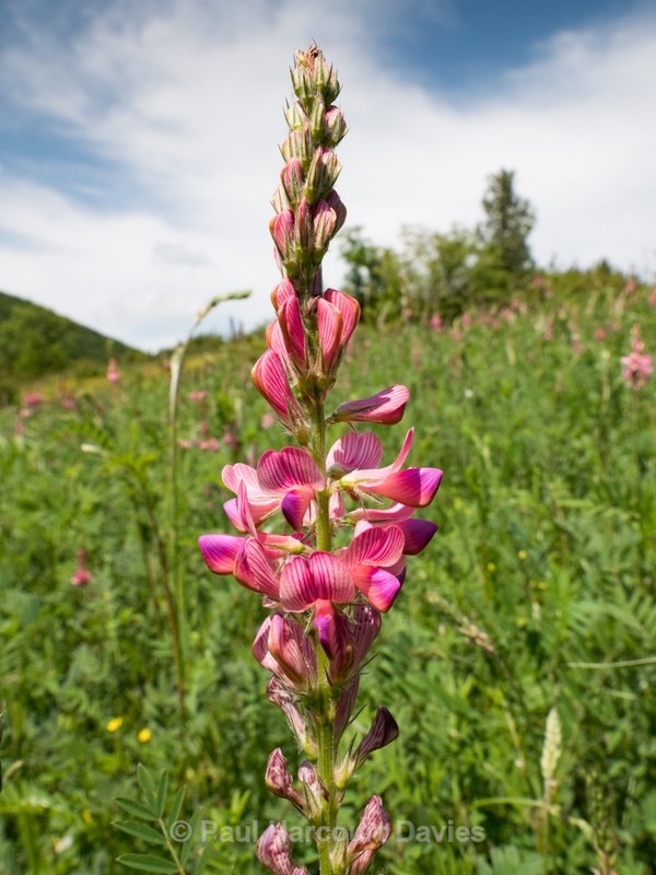 Sainfoin (Onobrychis viciifolia)  - Gargano - Wild Flowers