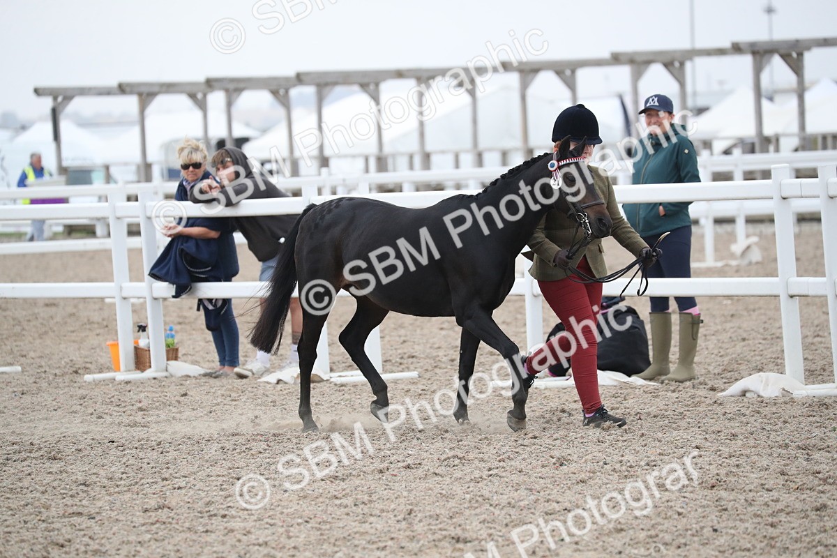 SBM_18334 - Class 318 IH Part bred Horse/Pony