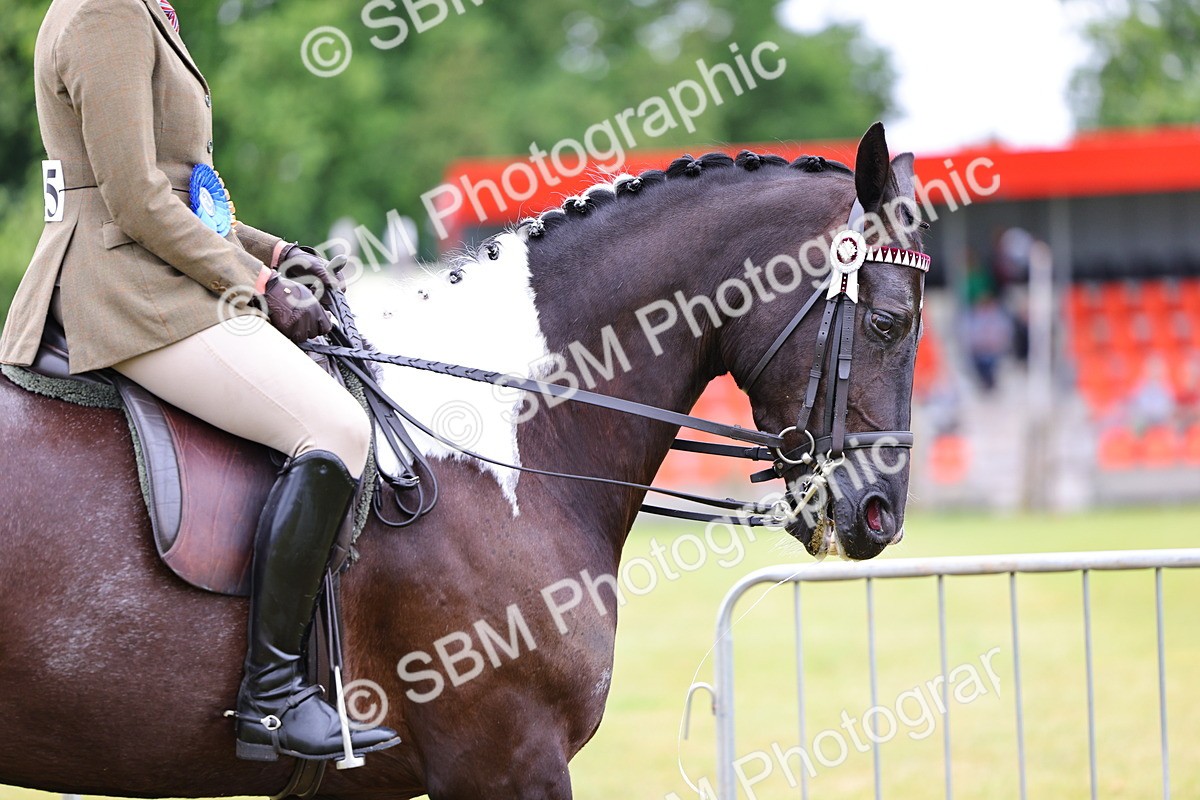 SBM_02587 - Class 9-11 Side Saddle including LIHS Rising Star Ladies Show Horse