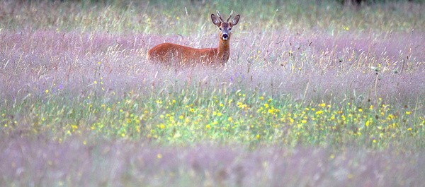 Roe Deer  _ AN 0045 - Wildlife, Mammal Photography, Great Britain