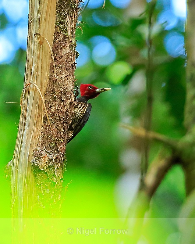 Pale-billed Woodpecker, Osa Peninsula, Costa Rica - Pale-billed Woodpecker